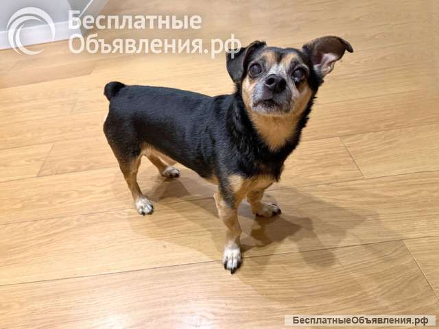Маленький домашний песик Чарли ищет дом