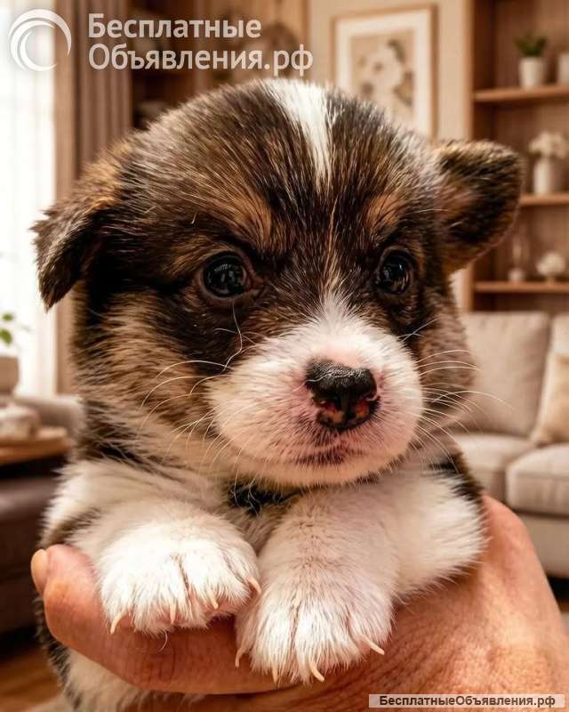Щенки вельш корги пемброк