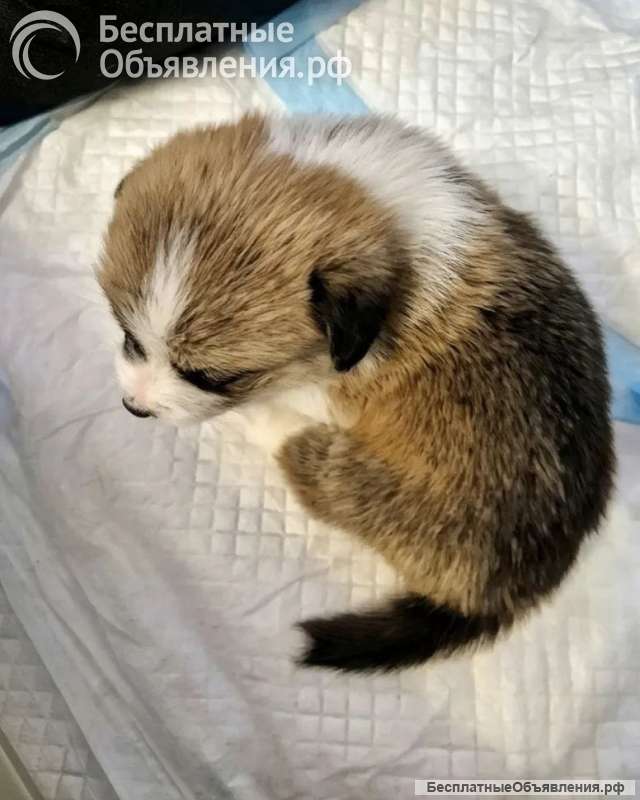 Щенки вельш корги пемброк