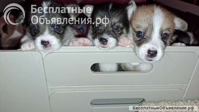 Щенки вельш корги пемброк