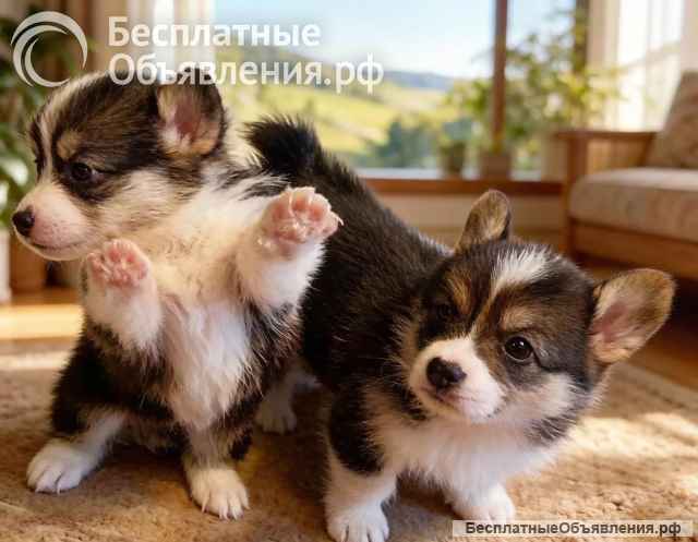 Щенки вельш корги пемброк