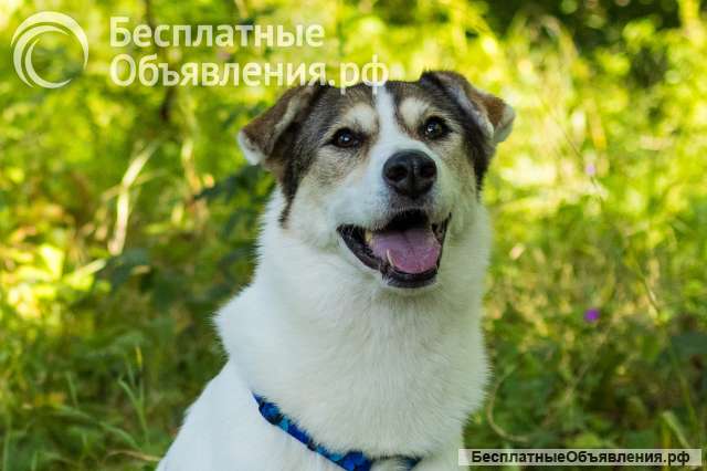 Собака Ума в добрые руки
