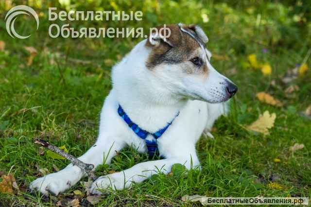Собака Ума в добрые руки