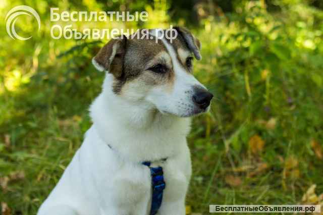 Собака Ума в добрые руки