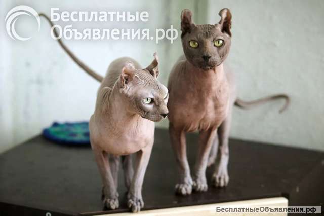 Срочно ищем дом, для двух семилетних котодетей