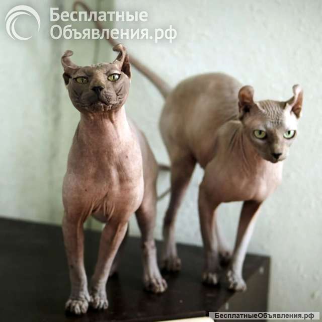 Срочно ищем дом, для двух семилетних котодетей