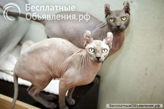 Срочно ищем дом, для двух семилетних котодетей