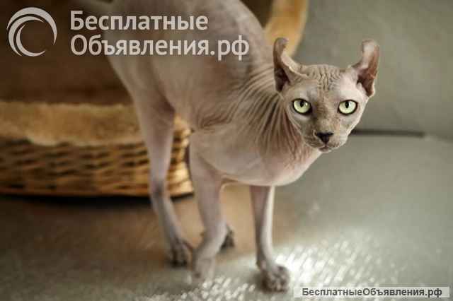 Срочно ищем дом, для двух семилетних котодетей