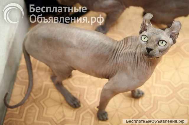 Срочно ищем дом, для двух семилетних котодетей