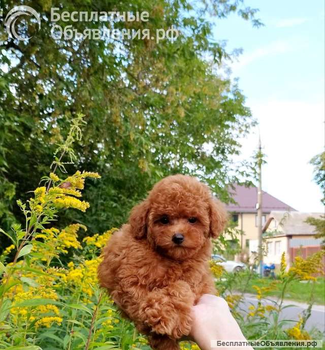 Той - пудель, щенок