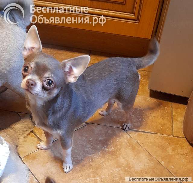 Лиловый кобель для вязок