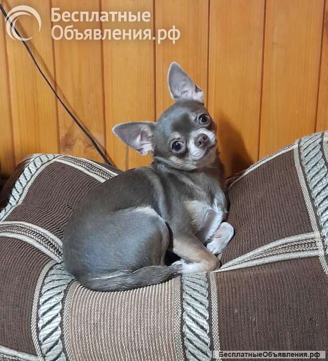 Лиловый кобель для вязок