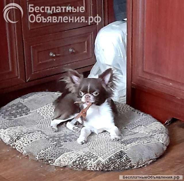 Шоколадный с белым кобель для вязок
