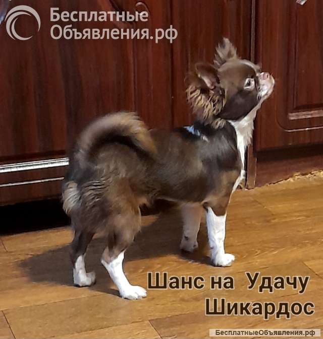 Шоколадный с белым кобель для вязок