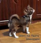Шоколадный с белым кобель для вязок