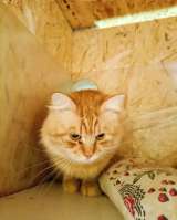 Гладкошерстный рыжий котёнок-подросток ищет дом