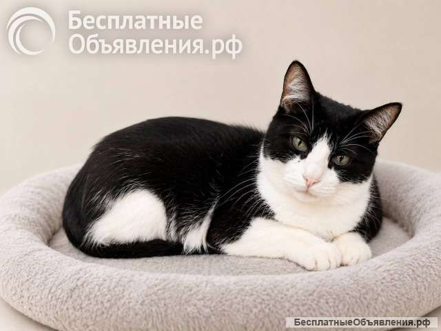Кошка Плюша ищет дом