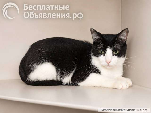 Кошка Плюша ищет дом
