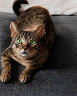 Котик Феникс ищет дом