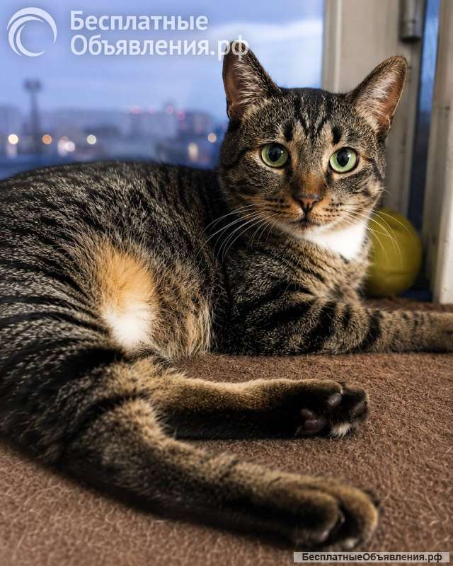 Котик Феникс ищет дом