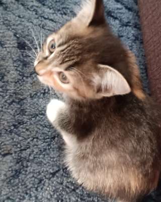 Отдам в добрые руки котёнка