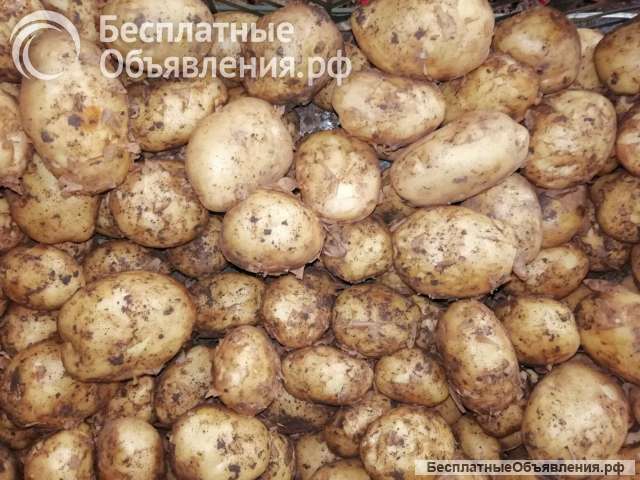 Картофель вкусный