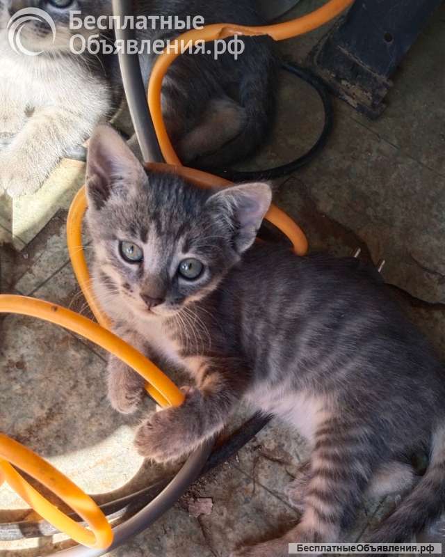 Котята - охотники