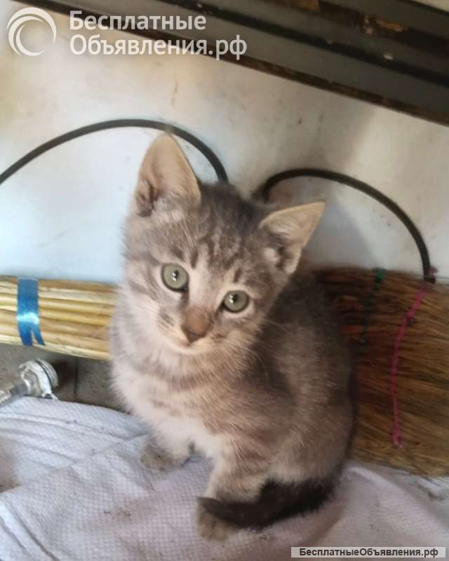 Котята - охотники