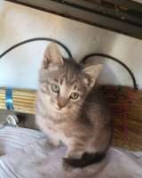 Котята - охотники