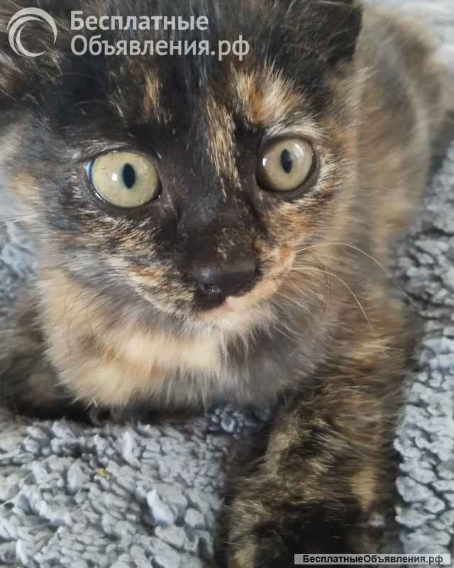 Котята - охотники