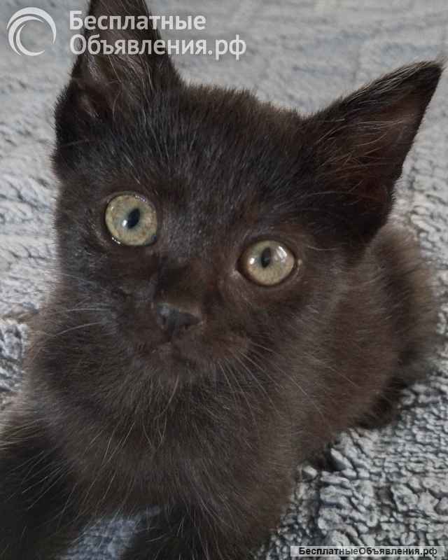 Котята - охотники