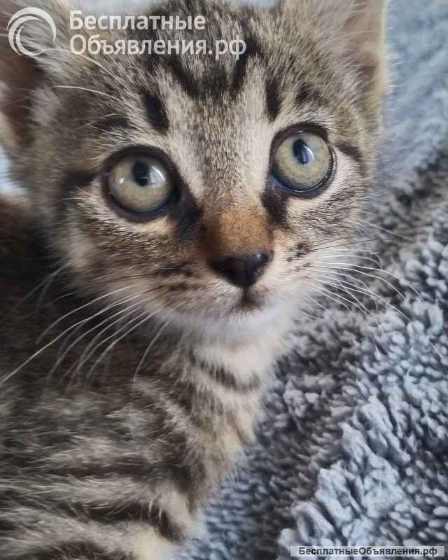 Котята - охотники