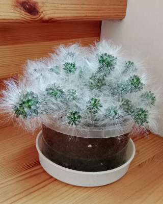 Кактусы и суккуленты