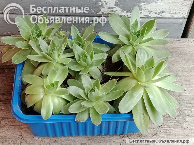 Суккуленты молодило
