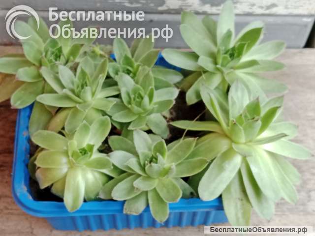 Суккуленты молодило