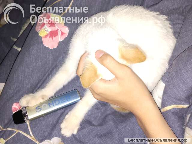 Котенок