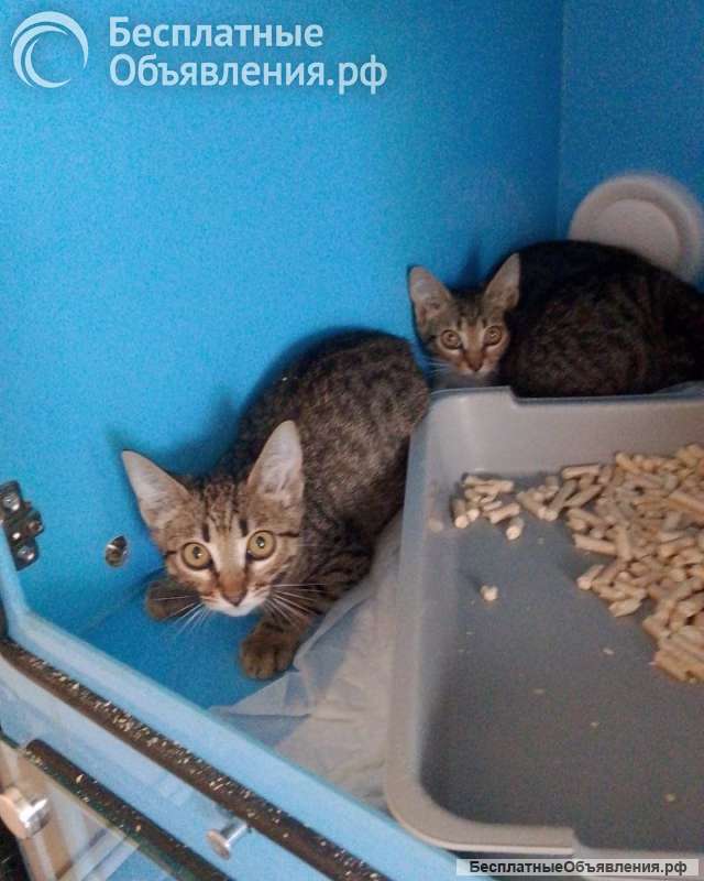 Котятки ищут дом
