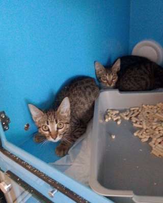 Котятки ищут дом
