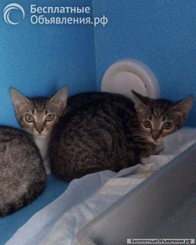 Котятки ищут дом