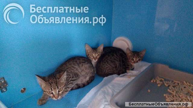 Котятки ищут дом