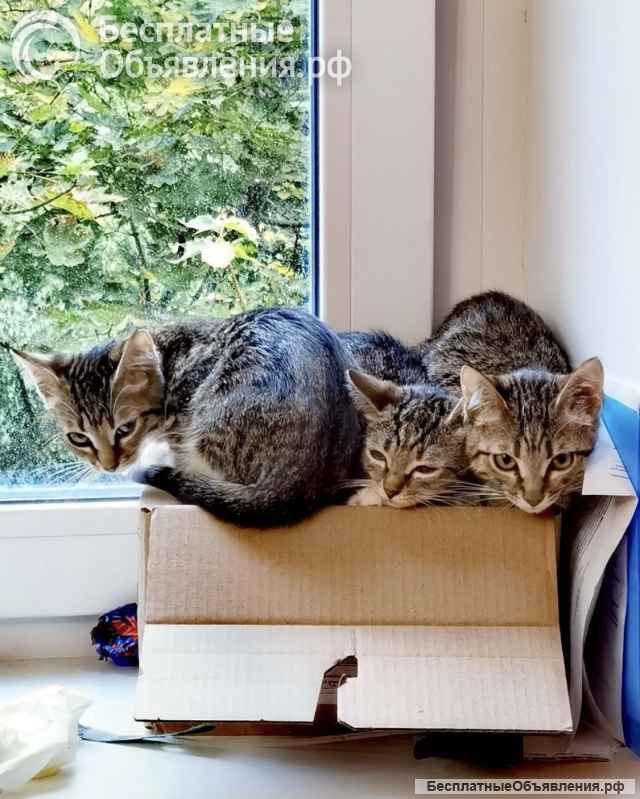 Котятки ищут дом