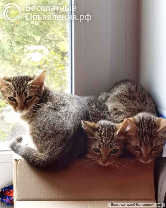 Котятки ищут дом