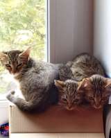 Котятки ищут дом