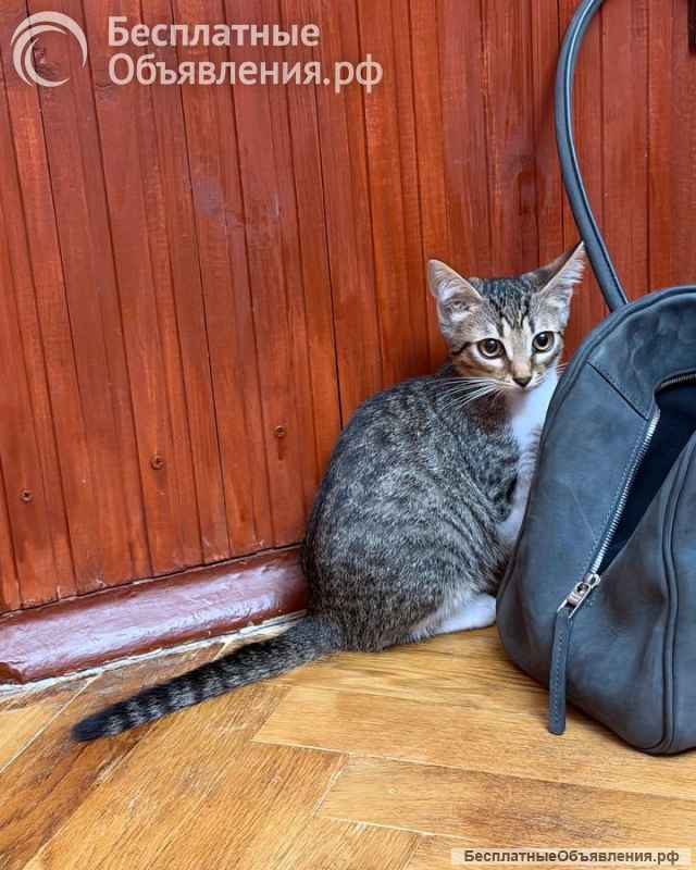 Котятки ищут дом