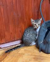 Котятки ищут дом
