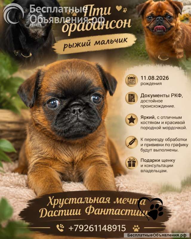 Ваш шанс стать владельцем пти брабансона