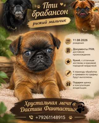 Ваш шанс стать владельцем пти брабансона