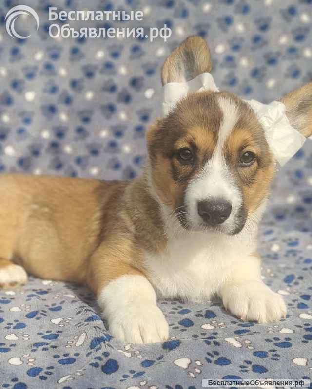 Щенок вельш корги кардиган
