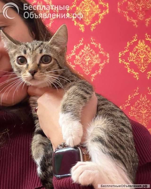 Котята - в добрые руки