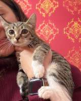 Котята - в добрые руки